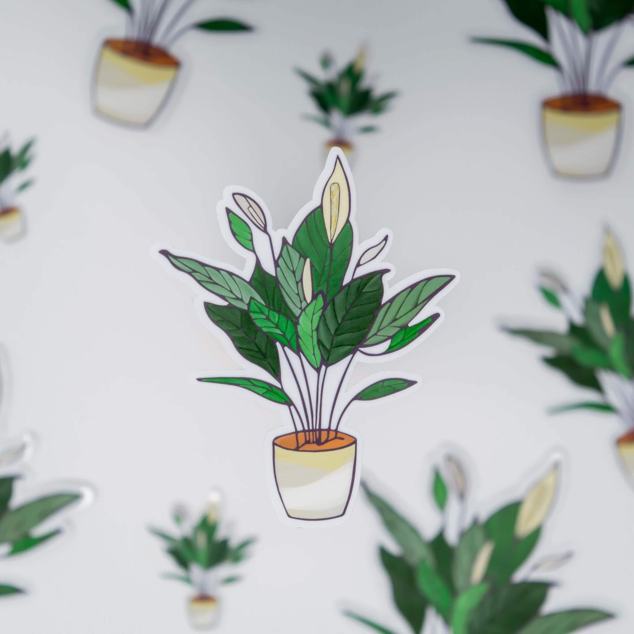 Peace Lily Family Pack